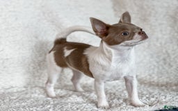 Chihuahua dogs for sale: Snickers - Image 25