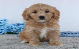 Mini Goldendoodle dogs for sale: Adriel - Image 3