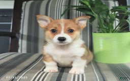 Welsh Corgi Pembroke dogs for sale: Tucker - Image 4