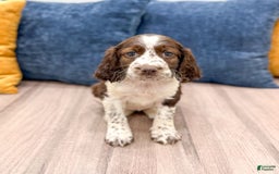 English Springer Spaniel dogs for sale: Lella - Image 5