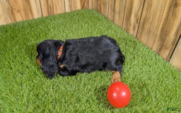 Cavalier King Charles Spaniel dogs for sale: Brin Girl 3 - Image 13