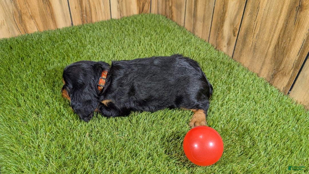 Cavalier King Charles Spaniel dogs for sale: Brin Girl 3 - Image 13