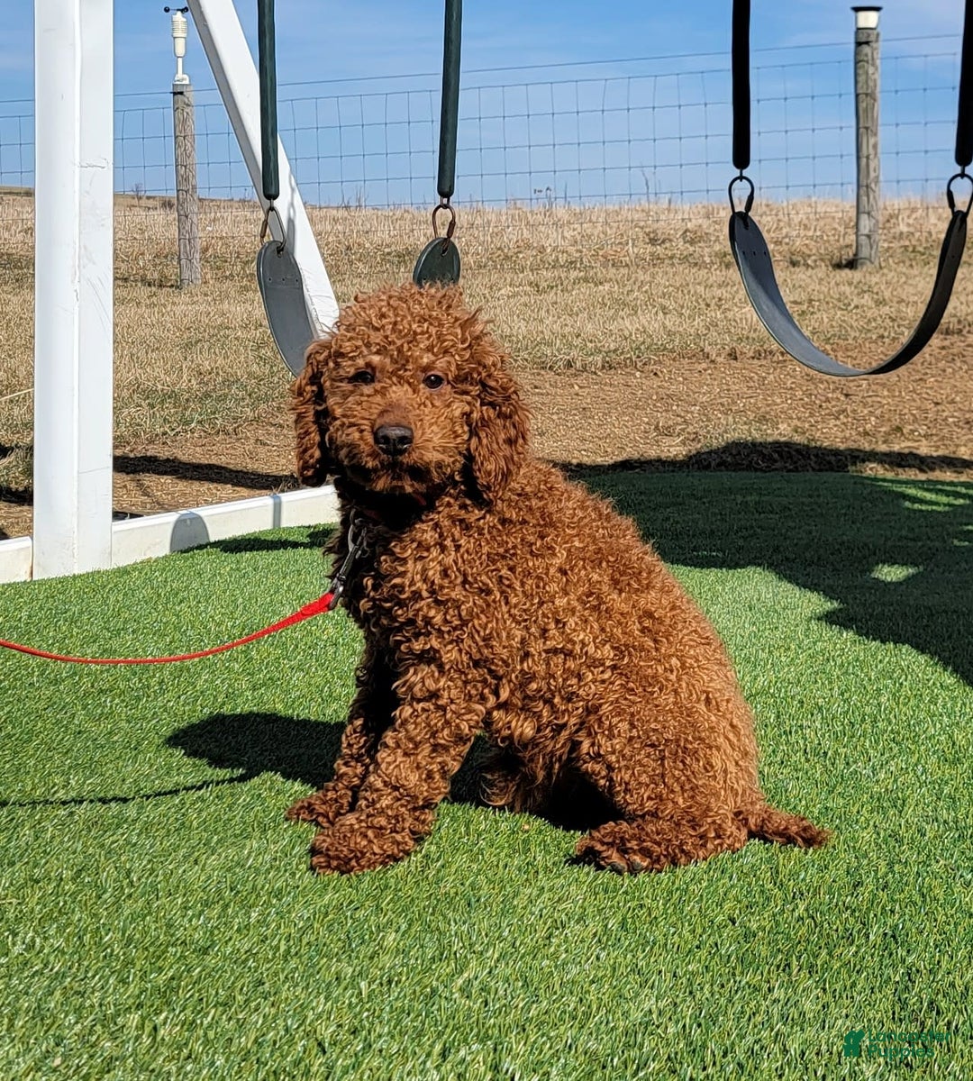 Goldendoodle dogs for sale: Herbie - Image 16