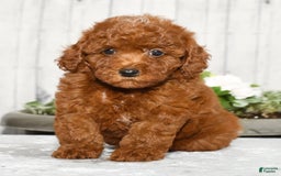 Miniature Poodle dogs for sale: Zoey - Image 2