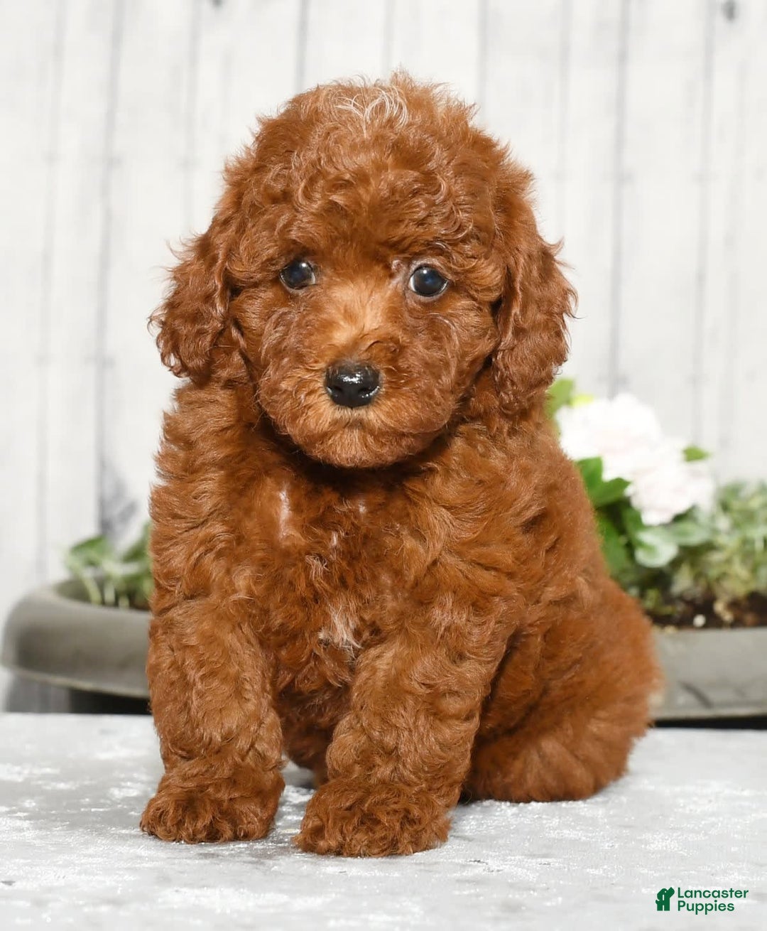 Miniature Poodle dogs for sale: Zoey - Image 2