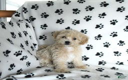 Cavapoo dogs for sale: Ace - Image 16