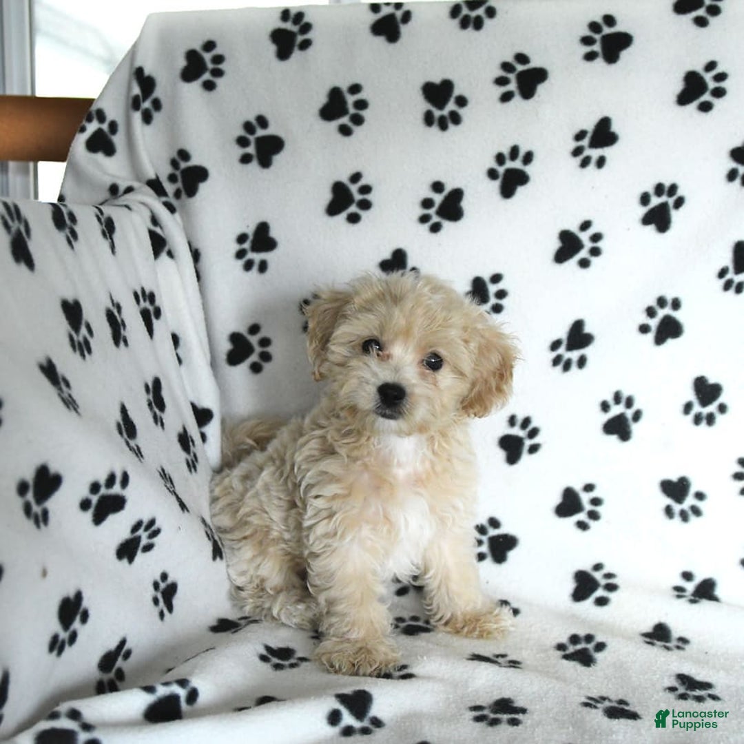 Cavapoo dogs for sale: Ace - Image 16