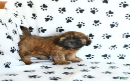 Shih Tzu dogs for sale: Leo - Image 3