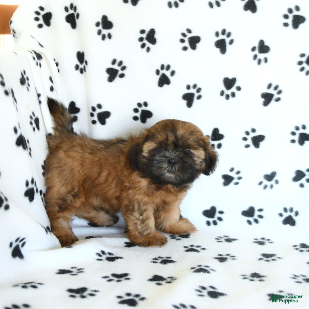 Shih Tzu dogs for sale: Leo - Image 3