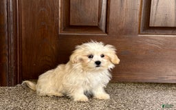 Lhasa Apso dogs for sale: Joey - Image 1