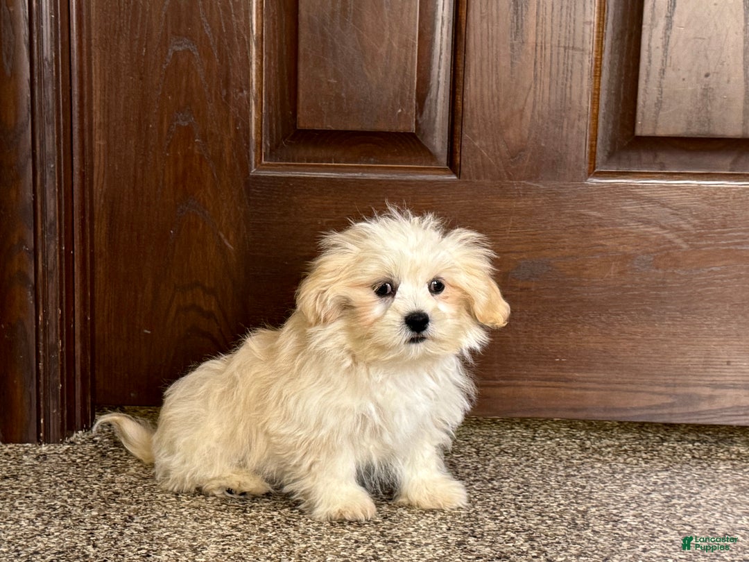 Lhasa Apso dogs for sale: Joey - Image 1