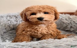 Toy Poodle dogs for sale: Athena - Image 6