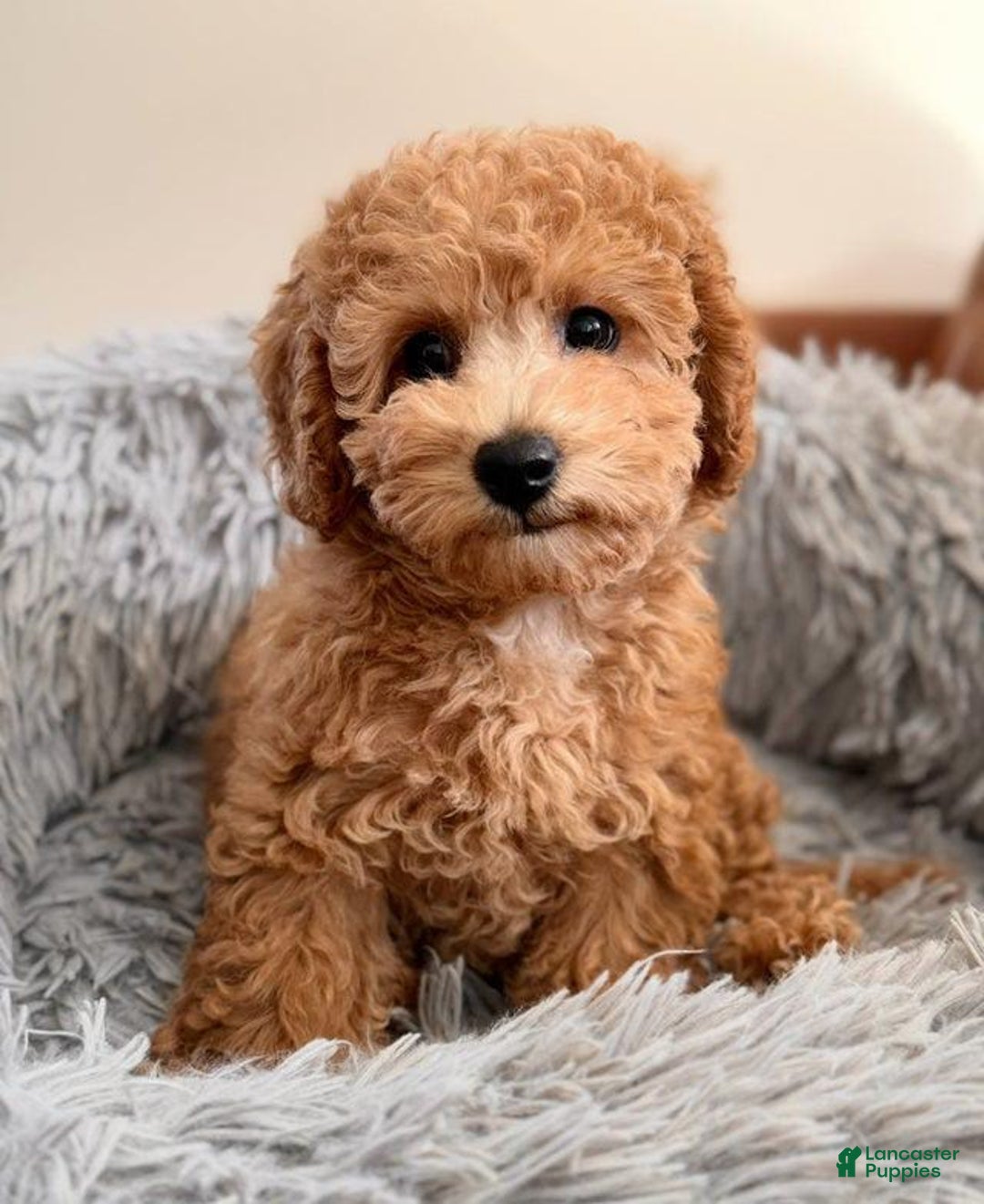 Toy Poodle dogs for sale: Athena - Image 6