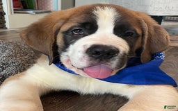 Saint Bernard dogs for sale: Oliver - Image 11