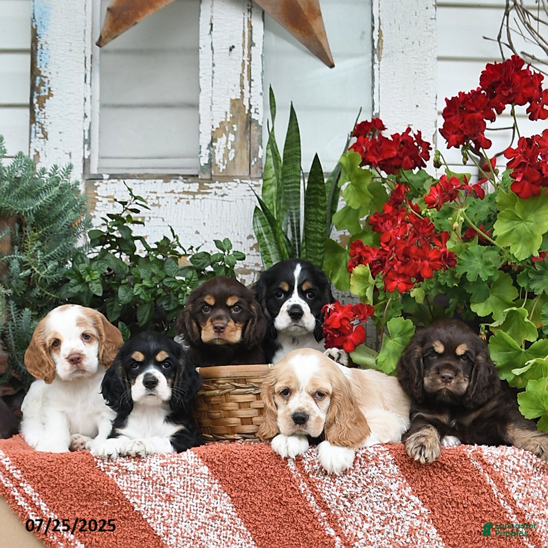 Cocker Spaniel dogs for sale: Rufus - Image 4