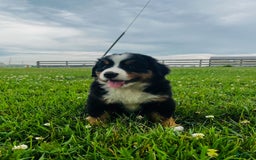 Bernese Mountain Dog dogs for sale: Graciana - Image 6