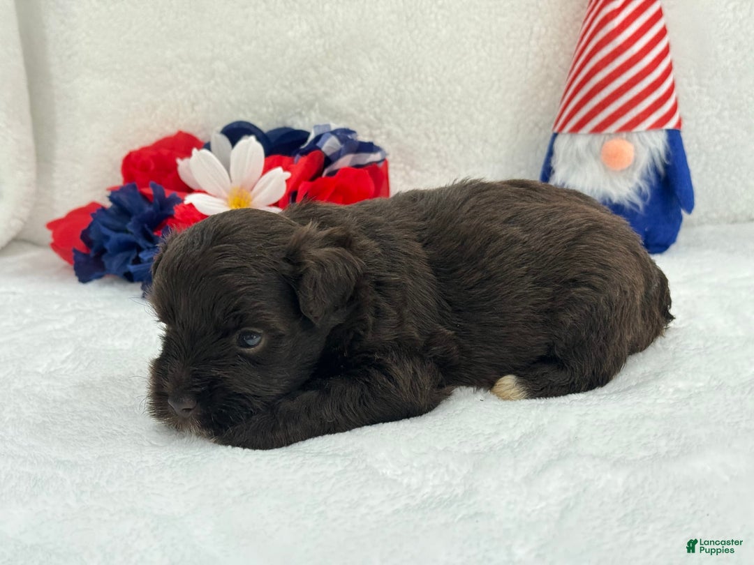 Miniature Schnauzer dogs for sale: Fancy Male 1 Akc Liver Color - Image 3