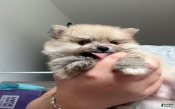 Pomeranian dogs for sale: Laura - Image 3