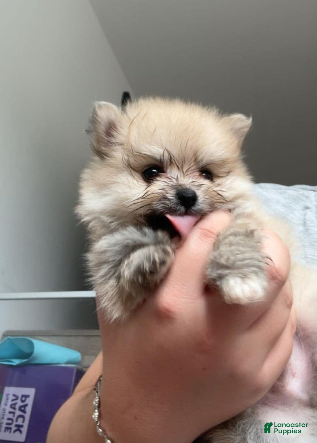 Pomeranian dogs for sale: Laura - Image 3