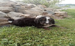 Bernedoodle dogs for sale: Archer - Image 4