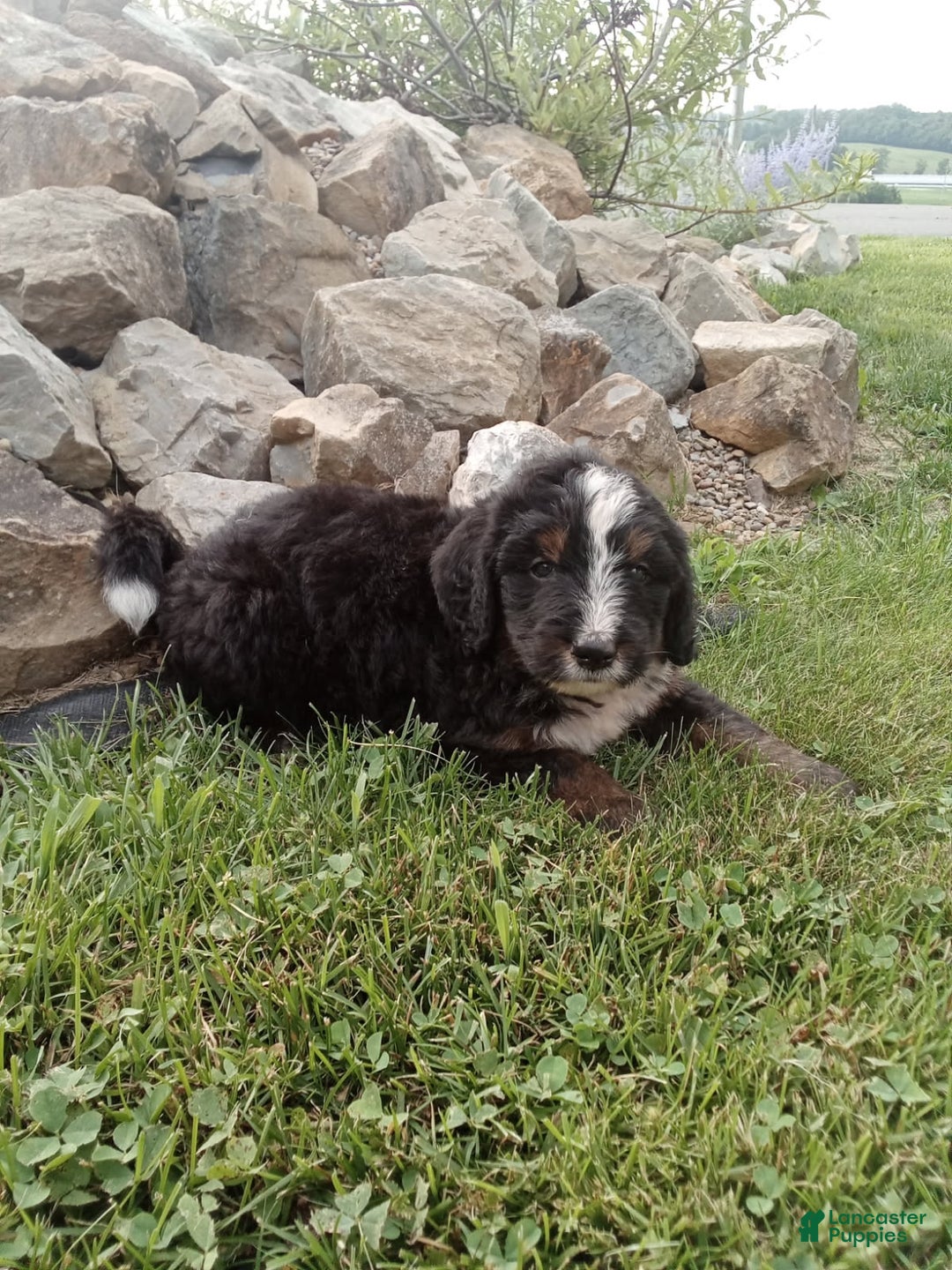 Bernedoodle dogs for sale: Archer - Image 4