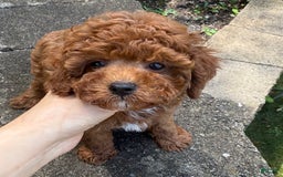 Cavapoo dogs for sale: Titi - Image 1