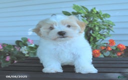 Maltipoo dogs for sale: Bobbie - Image 1