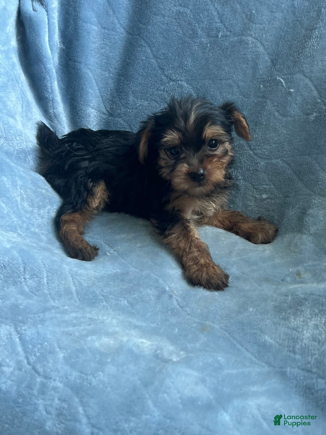 Yorkshire Terrier dogs for sale: Sammy - Image 1