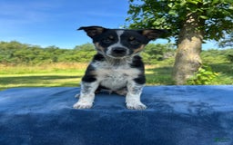 Australian Shepherd dogs for sale: Austin - Image 5