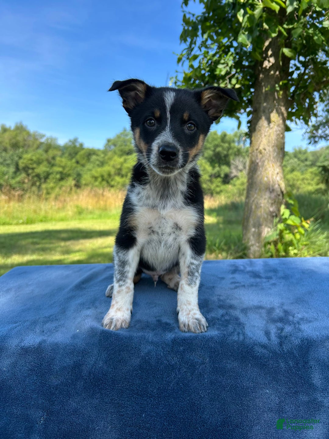 Australian Shepherd dogs for sale: Austin - Image 5