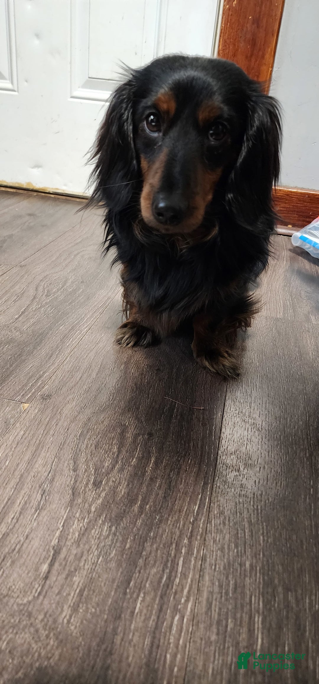 Miniature Dachshund dogs for sale: Romeo - Image 7