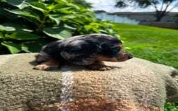 Dachshund dogs for sale: Ajax - Image 4