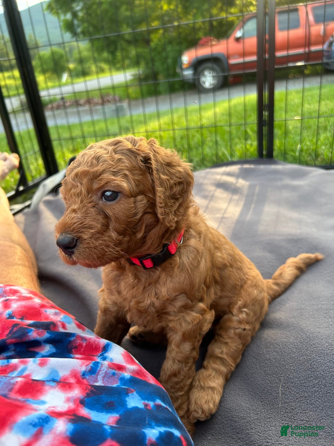 Goldendoodle dogs for sale: Firecracker - Image 1