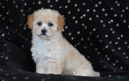 Miniature Poodle dogs for sale: Sierra - Image 1
