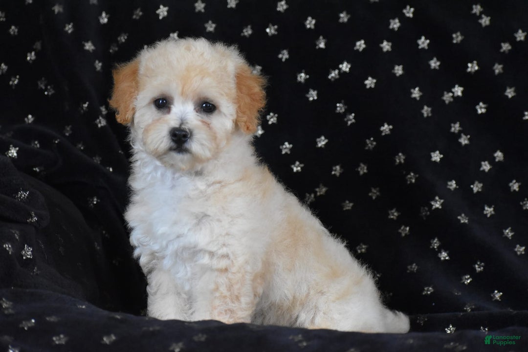 Miniature Poodle dogs for sale: Sierra - Image 1