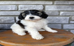 Teddy Bear dogs for sale: Evan - Image 8