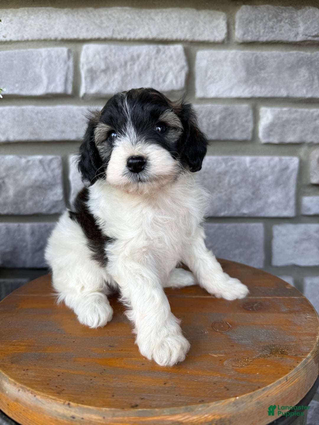 Teddy Bear dogs for sale: Evan - Image 8