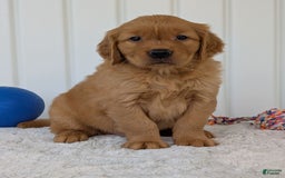 Golden Retriever dogs for sale: Hunter - Image 11
