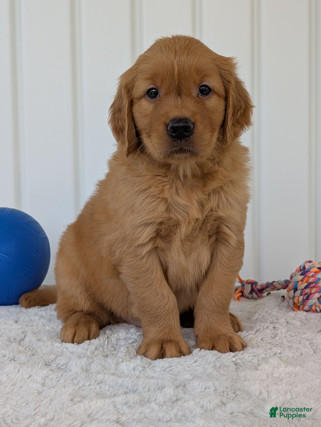 Golden Retriever dogs for sale: Hunter - Image 11