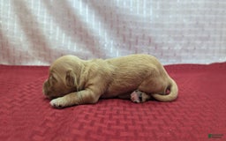 Cockapoo dogs for sale: Ruffnut - Image 4