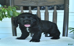 Cocker Spaniel dogs for sale: Aladdin - Image 1