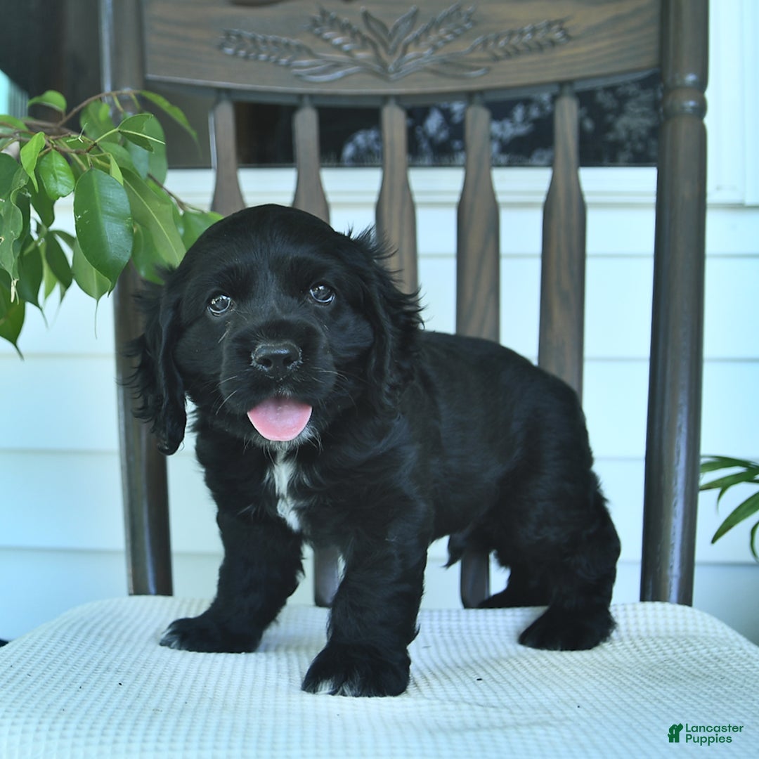 Cocker Spaniel dogs for sale: Aladdin - Image 1