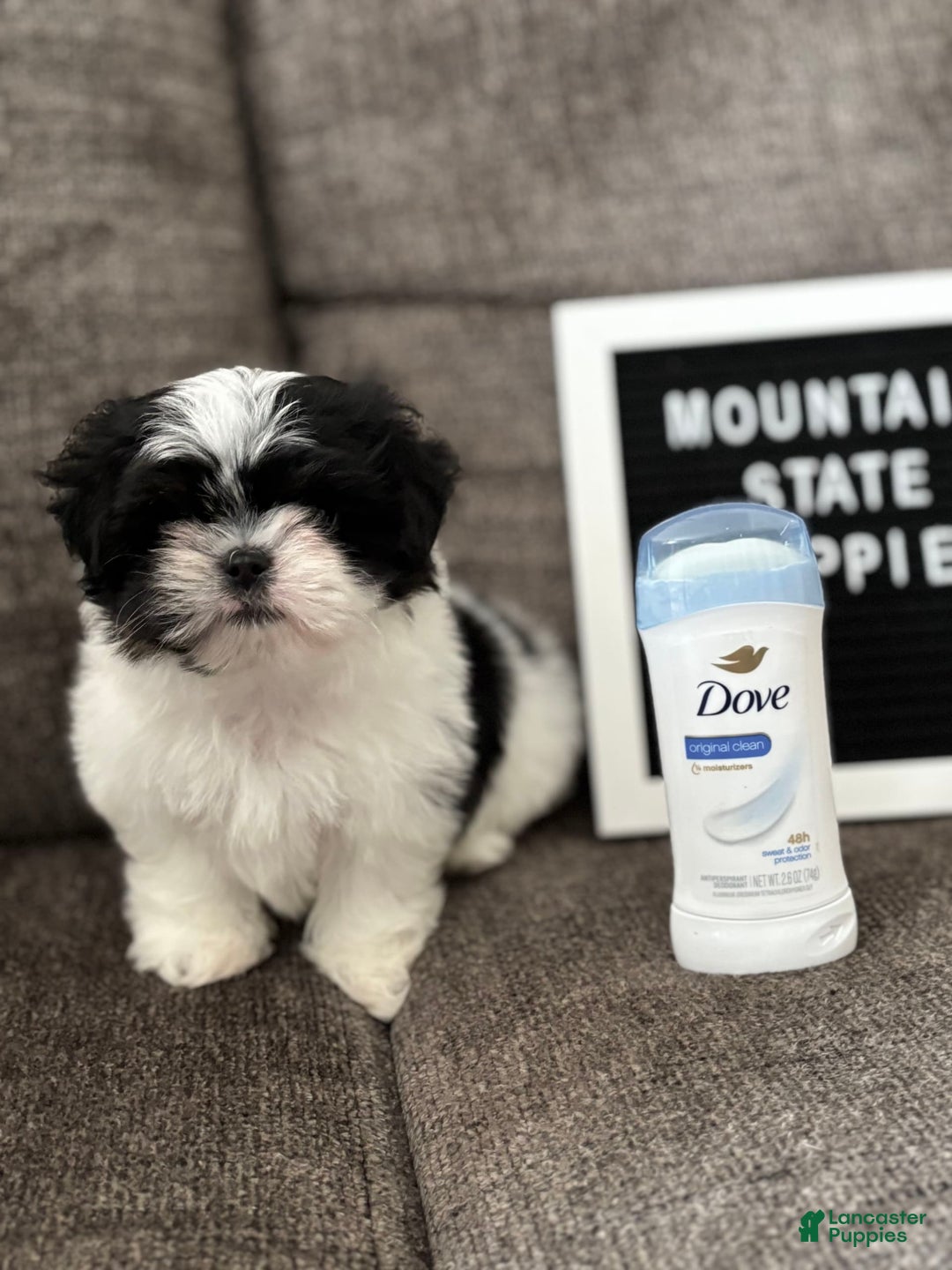 Malshi dogs for sale: Teacup Imperial Benjamin - Image 1