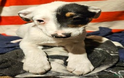 Border Collie dogs for sale: Gumbi - Image 36