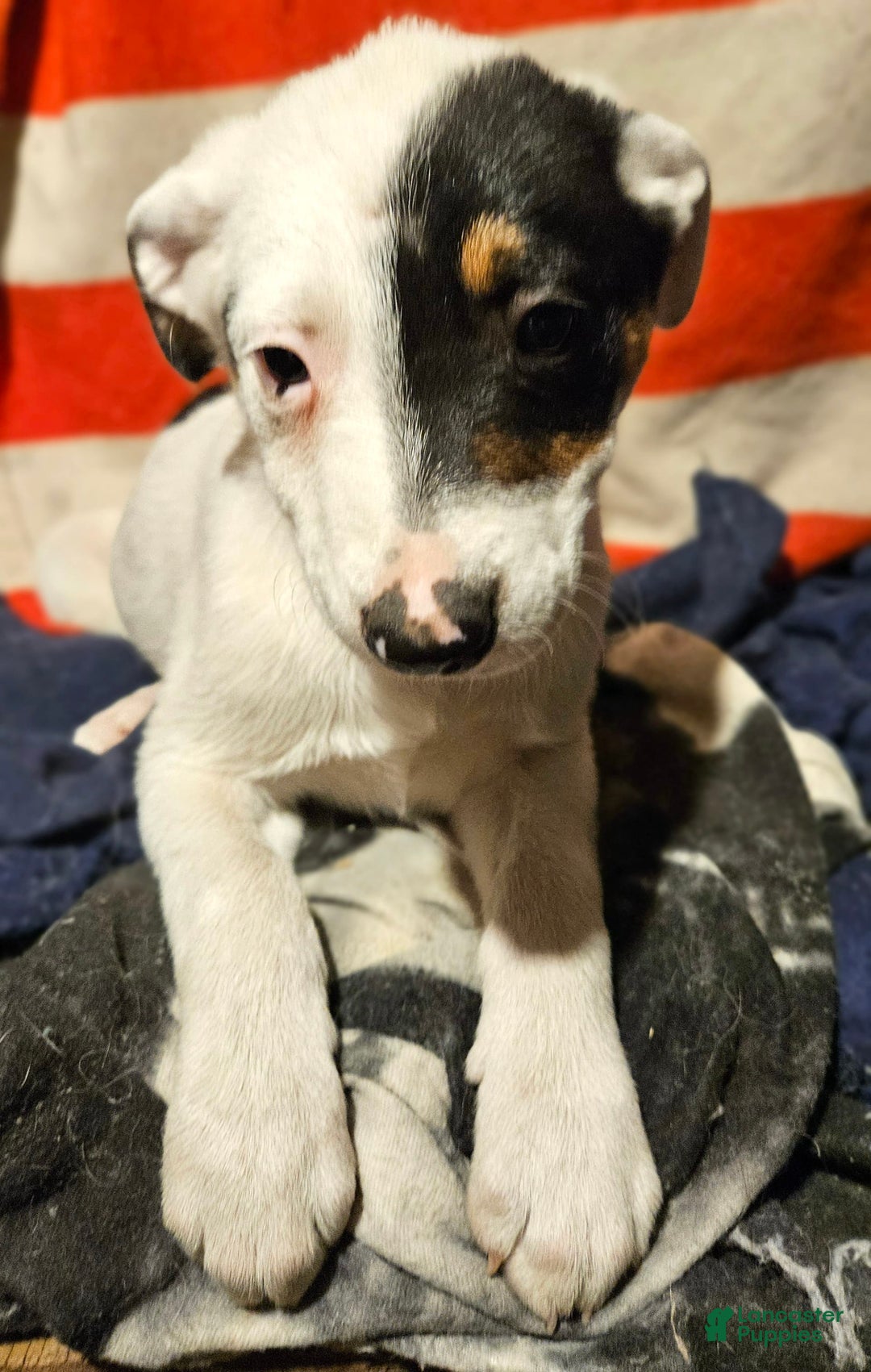 Border Collie dogs for sale: Gumbi - Image 36