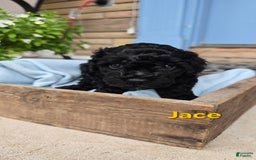 Cavapoo dogs for sale: Jace - Image 2