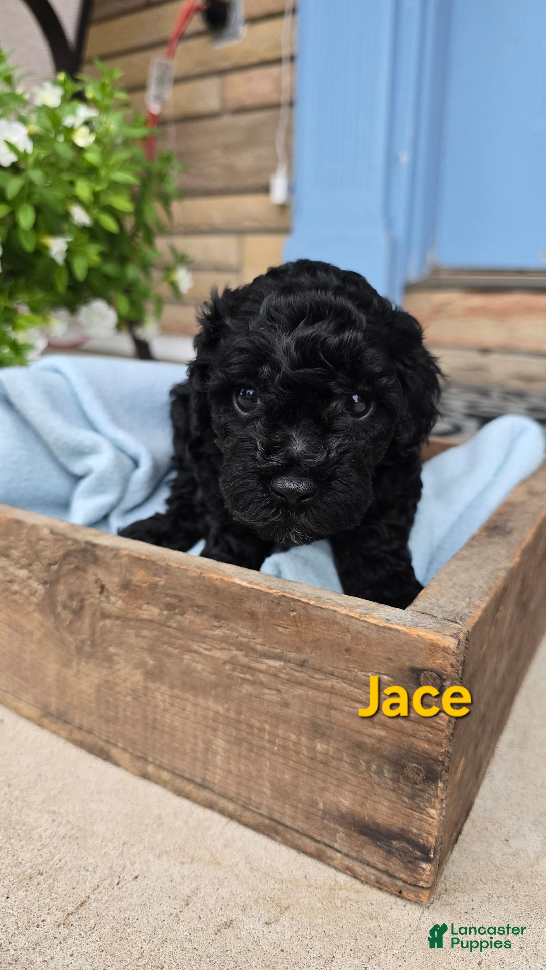 Cavapoo dogs for sale: Jace - Image 2
