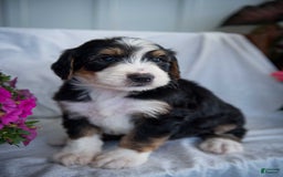 Bernedoodle dogs for sale: Spiderman - Image 6