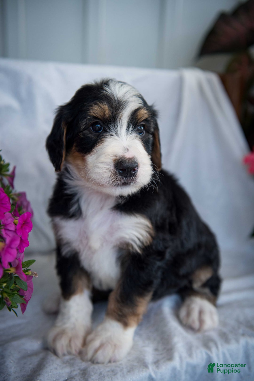 Bernedoodle dogs for sale: Spiderman - Image 6