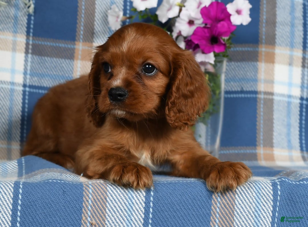 Cavalier King Charles Spaniel dogs for sale: Archer - Image 4